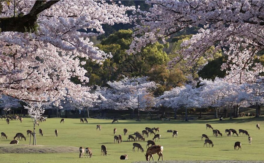 Osaka/Kyoto: Arashiyama, Nara Park, Fushimi Shrine Tour - Timing That Works, Plus the Realities of Coach Travel