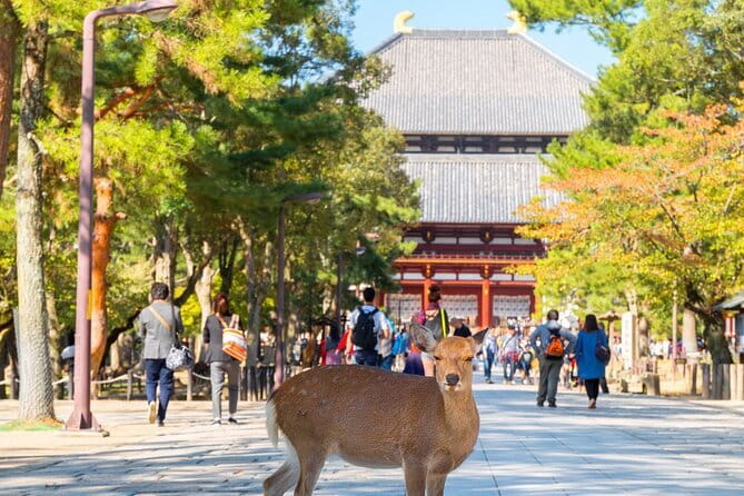 Osaka & Kyoto & Nara Top Hightlights English Speaking Tour - Stop 4 Todai-ji Temple: The Big Buddha, in a Short Window