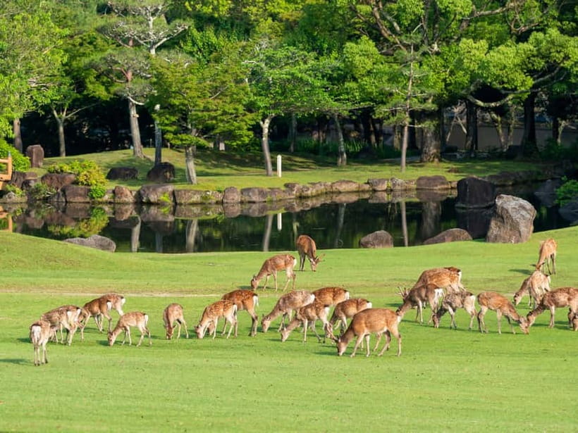 Osaka: Kyoto & Nara & Uji Historical and Scenic One-Day Tour - How the Osaka, Kyoto, Nara, Uji Loop Changes Your Day