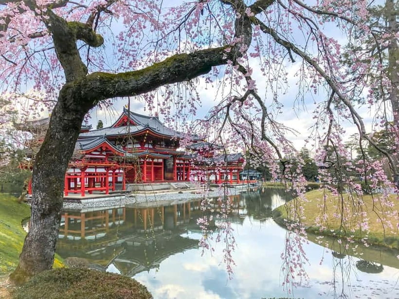 Osaka: Kyoto & Nara & Uji Historical and Scenic One-Day Tour - Nara Park Deer: the Photo Moment Plus the Safety Part