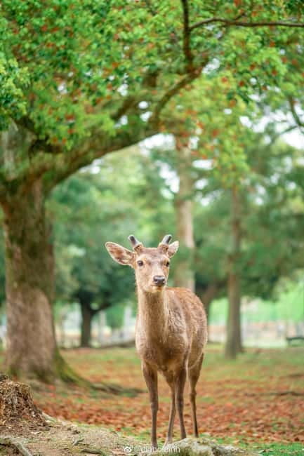Osaka: Kyoto & Nara & Uji Historical and Scenic One-Day Tour - Uji River Walk and Murasaki Shikibu: Why Uji Feels Different
