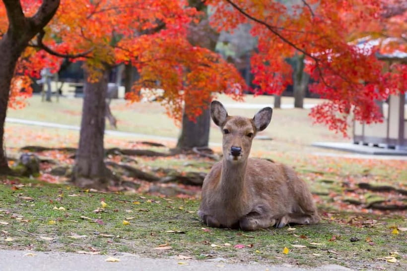 Osaka: Kyoto & Nara & Uji Historical and Scenic One-Day Tour - The Guide Makes the Difference, Especially When Time Is Tight