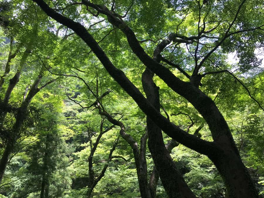 Osaka: Mino Forest Walk and Giant Waterfall with Local Lunch - Yuzu cider breaks and local beer options at the waterfall