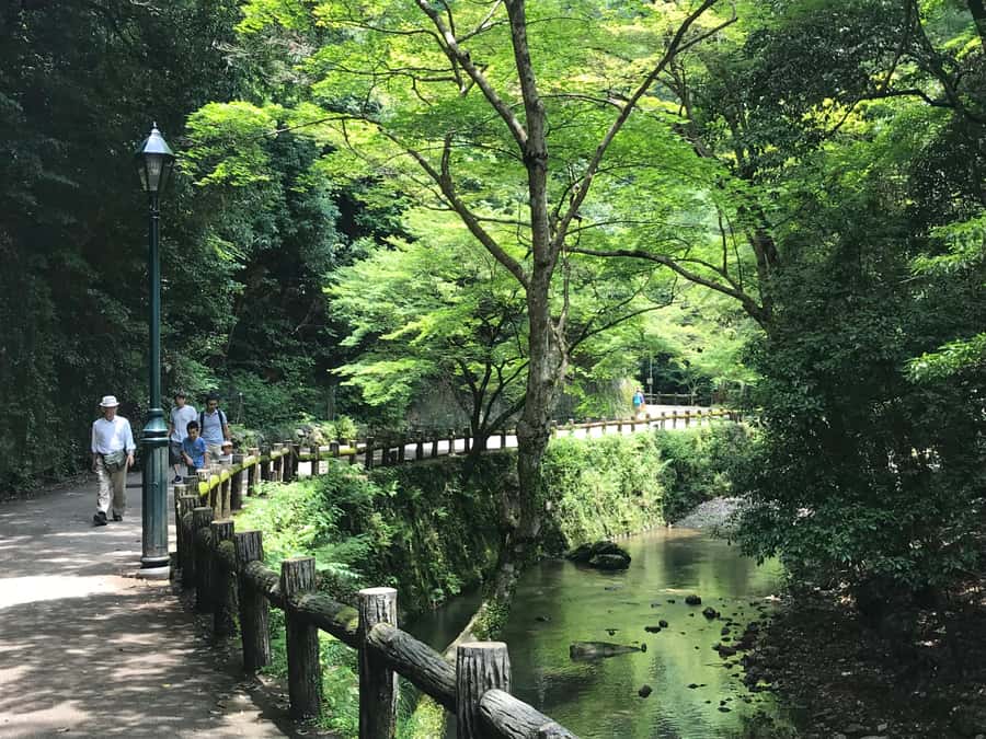 Osaka: Mino Forest Walk and Giant Waterfall with Local Lunch - What you get for $79, and how to judge value