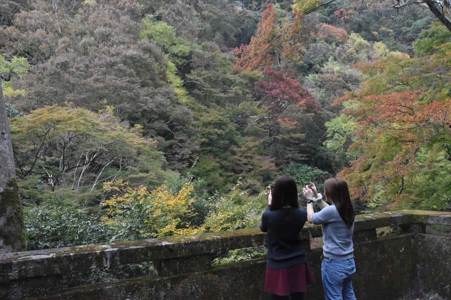 Osaka: Mino Forest Walk and Giant Waterfall with Local Lunch - Who should book this Mino forest walk and waterfall day