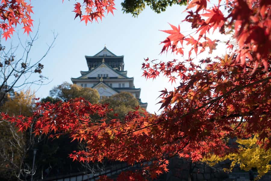 Osaka: Osaka Castle 3 hours Historical Walking Tour - Who This Tour Suits Best, and Who Should Think Twice