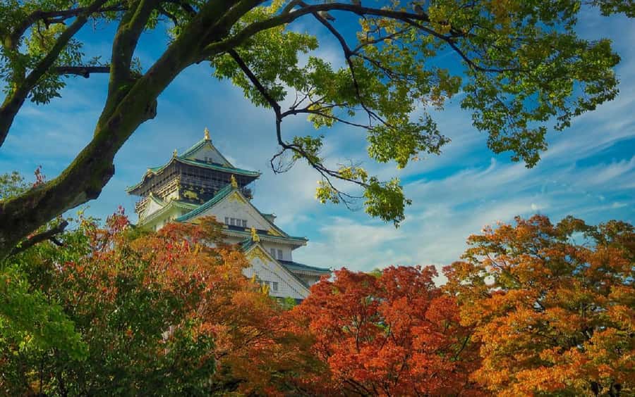 Osaka: Osaka Castle 3 hours Historical Walking Tour - What You Pay for, and Why It Feels Reasonable