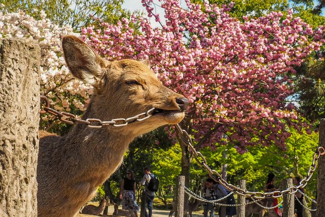 Osaka Private Cherry Blossom Tour with a Local – Picnic Included - Stop 2: Osaka Castle Park, the Bridge, and Reflection Photos