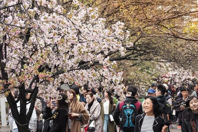 Osaka Private Cherry Blossom Tour with a Local – Picnic Included - Stop 5: Expo 1970 Park, 5,000+ Trees, and Open Lawn Space