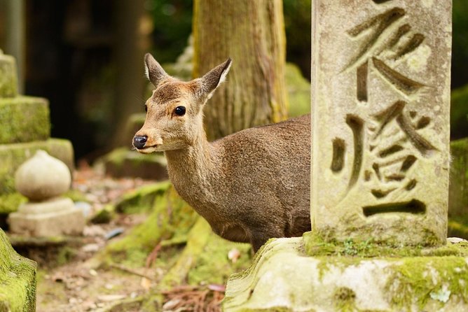 Osaka to Nara Day Trip with a Local – Private & Personalized - Todai-ji complex: the Daibutsu, huge halls, and payoff views
