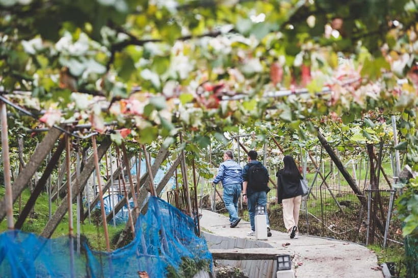Osaka Winery Tour with Wine Tasting & Vineyard Walk - Getting There: Why This Osaka Escape Works in 2 Hours