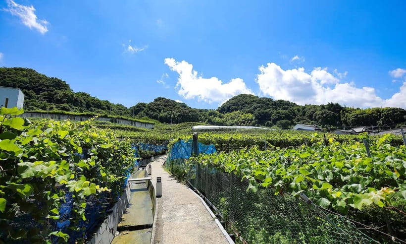 Osaka Winery Tour with Wine Tasting & Vineyard Walk - Language Choice: English and Japanese Help You Get More Out of Every Stop