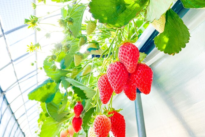 Play with Snow Crab Buffet Lunch and Strawberry Picking Bus Tour - Kobe Harborland Crab Buffet Lunch at Dining The HARBOR