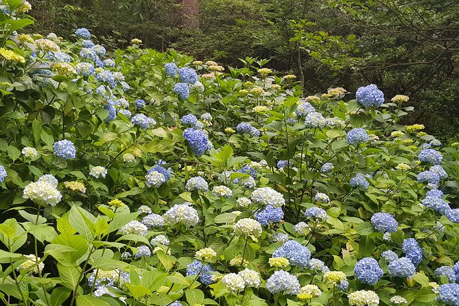 Private Car Day Trip to the Kobe Mountains, Gardens and Hot Springs from Osaka - The guide matters, and this tour has strong guide energy