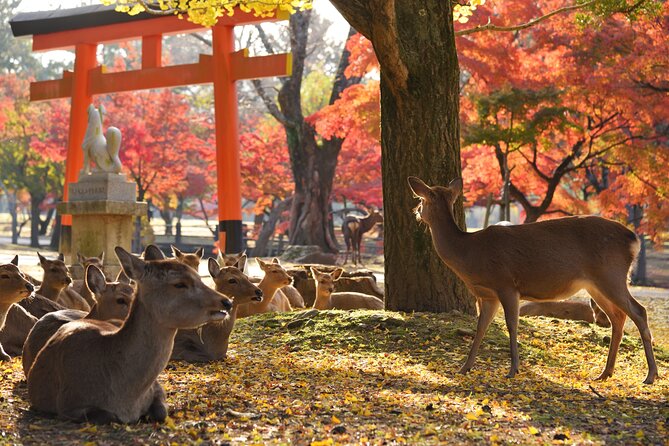 Private Nara Tour with Government Licensed Guide & Vehicle (Osaka Departure) - Key Things I’d Watch For