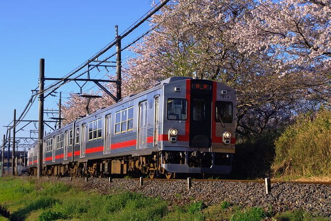 Sakura Magic and Nabana No Sato Day Tour From Osaka - Price and What You Actually Get for $156.07