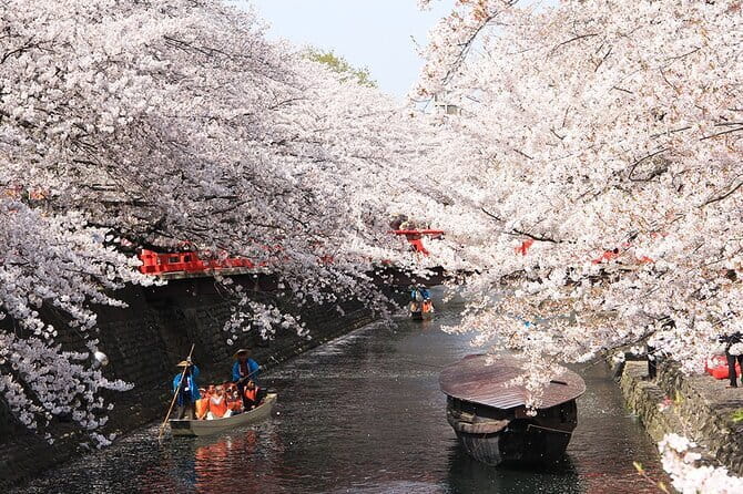 Sakura Magic and Nabana No Sato Day Tour From Osaka - Stop 3: Ogaki River Boat Ride, Matsuo Basho Vibes, and the Weather Plan