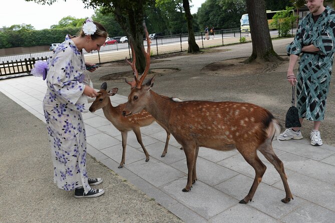 Shore Excursion: Full Day Private Nara Tour from Osaka /Kobe port - Key things I’d focus on before you book